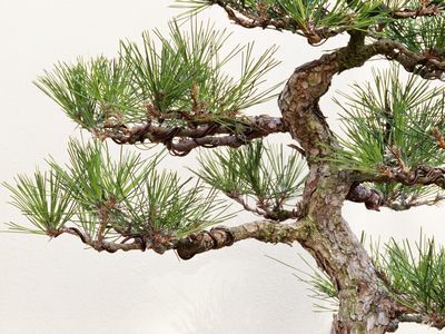 奈良の植木屋本舗は地域 ナンバーワン！の 植木屋さんを目指して日々努力しています。庭木＆庭管理についての作業料金は明朗価格で御提示しております！庭園の維持管理に関しては、経験豊かな庭師が樹木の特性を把握した上でお客様の要望に沿える様に努力致します。